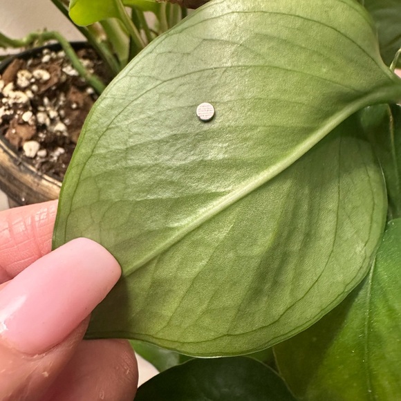 🍃10 pack PLANT MAGNETS!🍃 - Picture 13 of 14